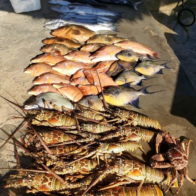 Long Island Spearfishing catch
